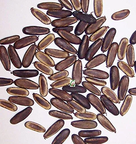 Pack%20of%2010%20Gulmohar%20Tree%20Seeds%20(Flame%20Tree)%20Bonsai%20Plant%20Flower%20-%20Image%205