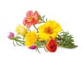 Moss Rose Plant |Best for Seed Garden & Home Decoration|. 