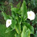 White Calla Lily Flower Seeds. 
