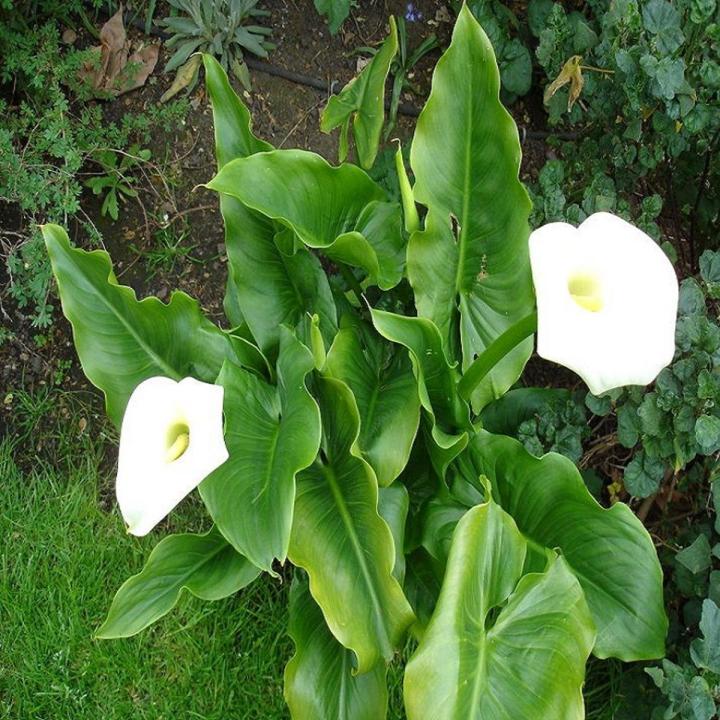 White Calla Lily Flower Seeds