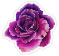 10 Pcs Beautiful Color Flower Stickers Pack for Laptop Desk Notebook Phone DIY Stickers - JangoMango Store. 