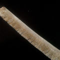 Fringe Lace ( Kiran) -  Light Golden - 8 Yard Pack - KL01. 