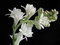 Tuberose flower bulbs NOT SEEDS PACK OF 40 BULBS BY HK DEALER. 