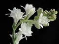 Tuberose flower bulbs NOT SEEDS PACK OF 40 BULBS BY HK DEALER. 