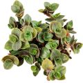 Turtle Vine (Callisia Repens Sedum) |Best for Seed Garden & Home Decoration|. 