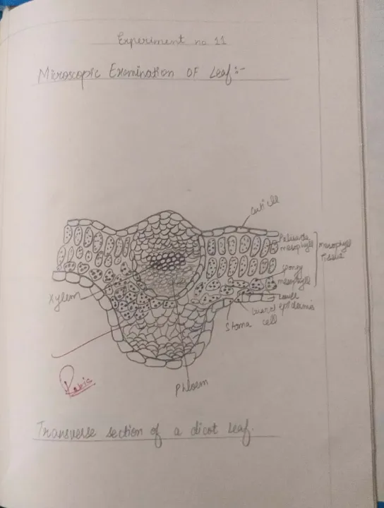 Practical%20Notebooks%20Hand%20Written%20Checked%20Punjab%20Boards%20Star%20-%209th%20&%2010th%20-%20Biology%20-%20Computer%20-%20Chemistry%20-%20Physics%20-%20Image%208