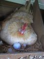(10/15/24 Pcs) Light Weight Plastic Eggs Shell for Broody Hen Training  - Dummy Hollow Artificial Egg Shell. 