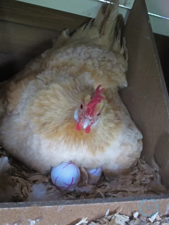 (10/15/24%20Pcs)%20Light%20Weight%20Plastic%20Eggs%20Shell%20for%20Broody%20Hen%20Training%20%20-%20Dummy%20Hollow%20Artificial%20Egg%20Shell%20-%20Image%208