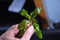 Hygrophila sp. "Brown" Aquarium [ Live ] Plant. 