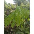 Fresh Curry Leaves - Kurry Patta. 