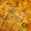 Caraway / Kala Zeera / Black Cumin / Kala Jeera / Kala Zira 60g. 