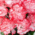 20+ Carnation Double Striped Flower Seeds Home Kitchen Gardening Seeds. 