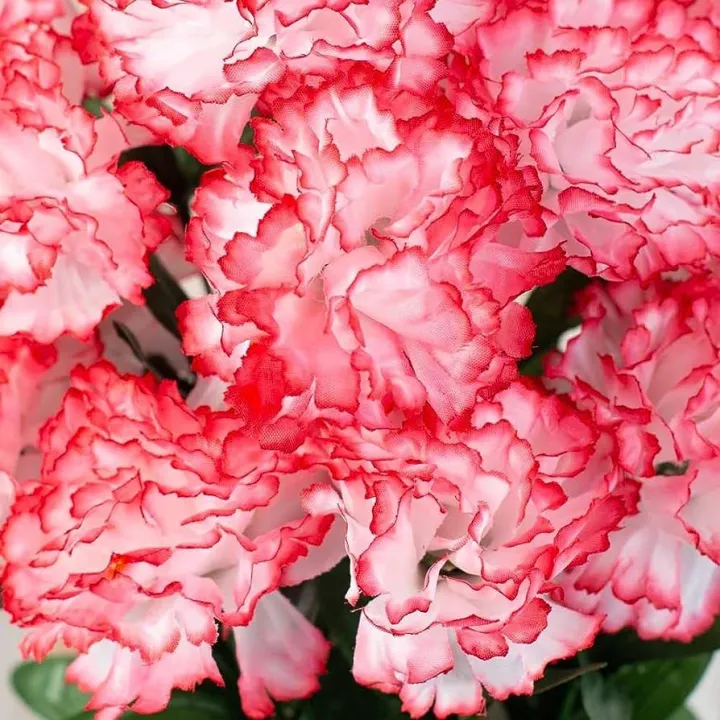 20+%20Carnation%20Double%20Striped%20Flower%20Seeds%20Home%20Kitchen%20Gardening%20Seeds%20-%20Image%205