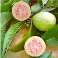 Premium Organic Dried Guava Leaves Tea-20gm. 