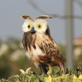 Owl Ornament No Odor Simulated Owl Animal Garden Sculpture Christmas Gifts. 
