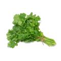 Coriander Ramses Kitchen gardeners packet. 