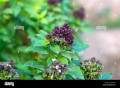 20+Niaz Bo Basil Herbal Seeds-Thai Large Leave-Kitchen Gardening. 