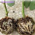Amamia Plant Root Growing Box Wear-resistant Garden Plant Root Ball Box Propagation Device. 