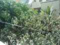 20 Castor oil seeds 100percent germinate for grow caster plant Eranda ( Riccinus communis ) castor beens arand treeuse for many purpose. 