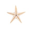 Small Starfish Star Sea Shell Beach Craft 0.4 inch-1.2 inch 180 Pcs. 