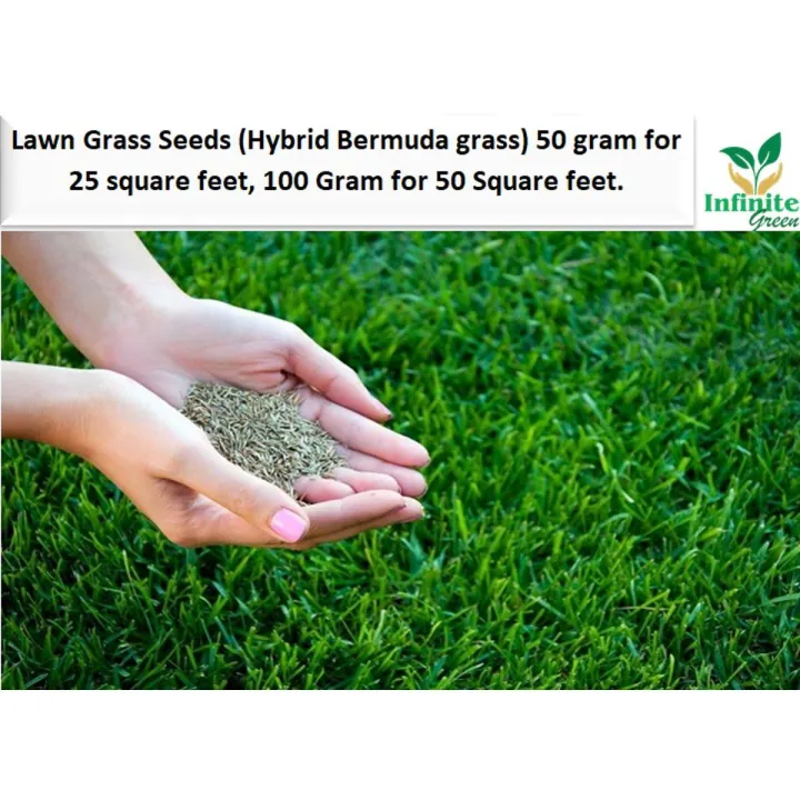 Lawn%20Grass%20Seeds%20(Bermuda%20Grass)%20imported%20seeds%20from%20Netherlands%2050%20gram%20for%2025%20square%20feet%20,%20100%20Gram%20for%2050%20Square%20feet.%20-%20Image%203