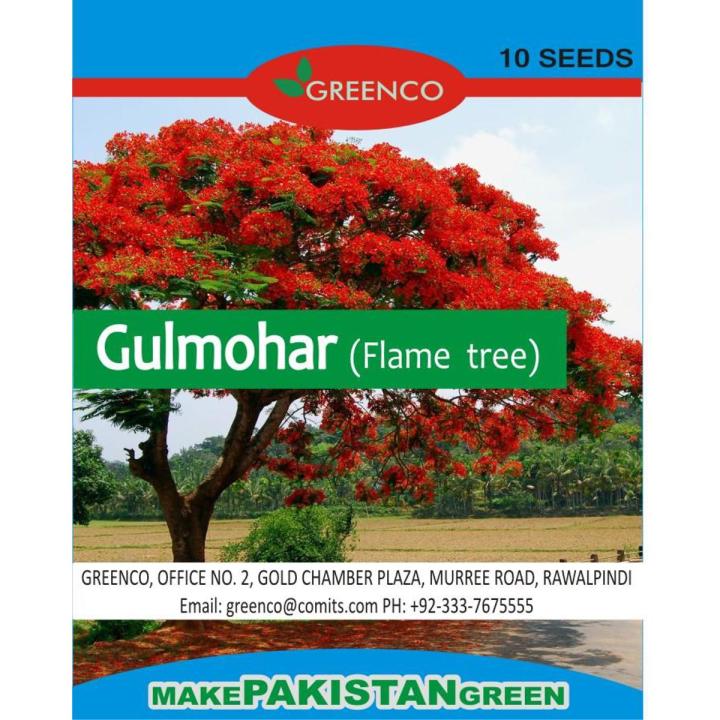 Pack of 10 Gulmohar Tree Seeds (Flame Tree) Bonsai Plant Flower