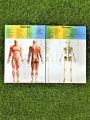 The human body science and nature Educational toy for kids 10 body parts with a stand. 
