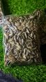 Organic Sunflower Seed (100 Grams) Fresh and Pure Sunflower / Soraj Makhi Ke Beej Best In Taste Buy Now. 