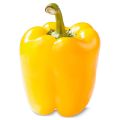 Yellow Hybrid Capsicum (Shimla Mirch) / Sweet Pepper Kitchen Gardening Vegetable Seeds. 