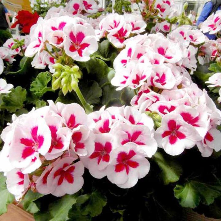 White Pink Star Geranium Flower Seeds | Daraz.pk