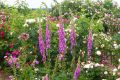 50+Seeds  - Digitalis Foxglove Foxy Mix Color Seeds - Home Kitchen Gardening Flower Seeds. 