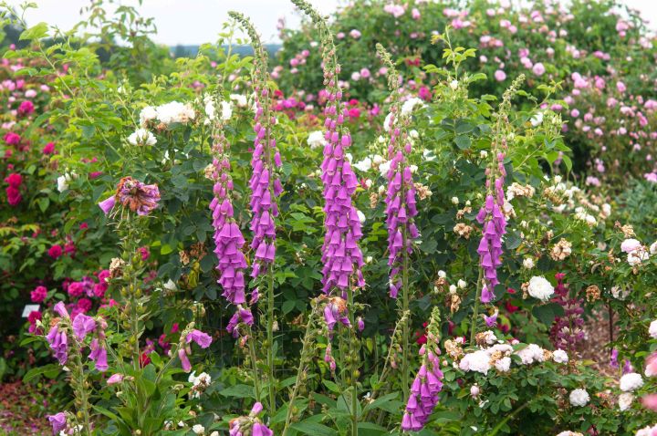 50+Seeds%20%20-%20Digitalis%20Foxglove%20Foxy%20Mix%20Color%20Seeds%20-%20Home%20Kitchen%20Gardening%20Flower%20Seeds%20-%20Image%206