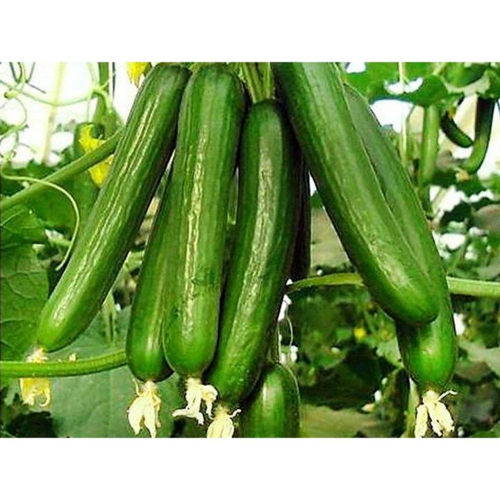 Cucumber Desi Kheera