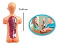 The human body science and nature Educational toy for kids 10 body parts with a stand. 
