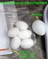 (9 or 18 Pcs) Artificial Plastic Eggs - Dummy eggs of Bird - Bird's Egg Size Plastic Hollow Shell. 