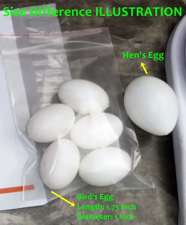 (9%20or%2018%20Pcs)%20Artificial%20Plastic%20Eggs%20-%20Dummy%20eggs%20of%20Bird%20-%20Bird's%20Egg%20Size%20Plastic%20Hollow%20Shell%20-%20Image%209