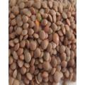 Sabat Masoor | 1kg. 