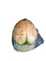 Brain Model. 