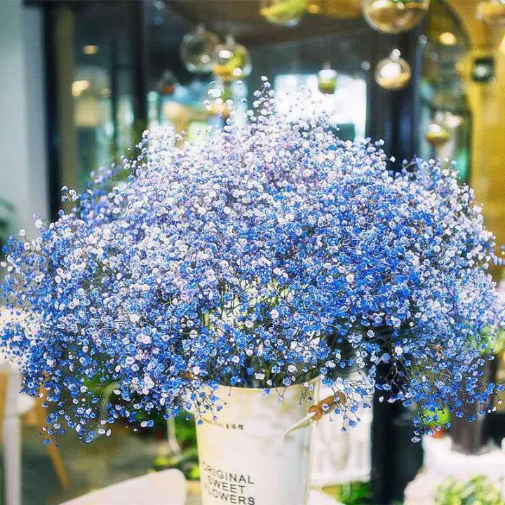 30+%20Gypsophila%20/%20Baby%20Breath%20Mix%20Color%20Flower%20Seeds%20Home%20Kitchen%20Gardening%20-%20Image%206