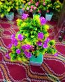 Artificial Bonsai Tree / Flower Pot ( Artificial Plant Decoration ). 