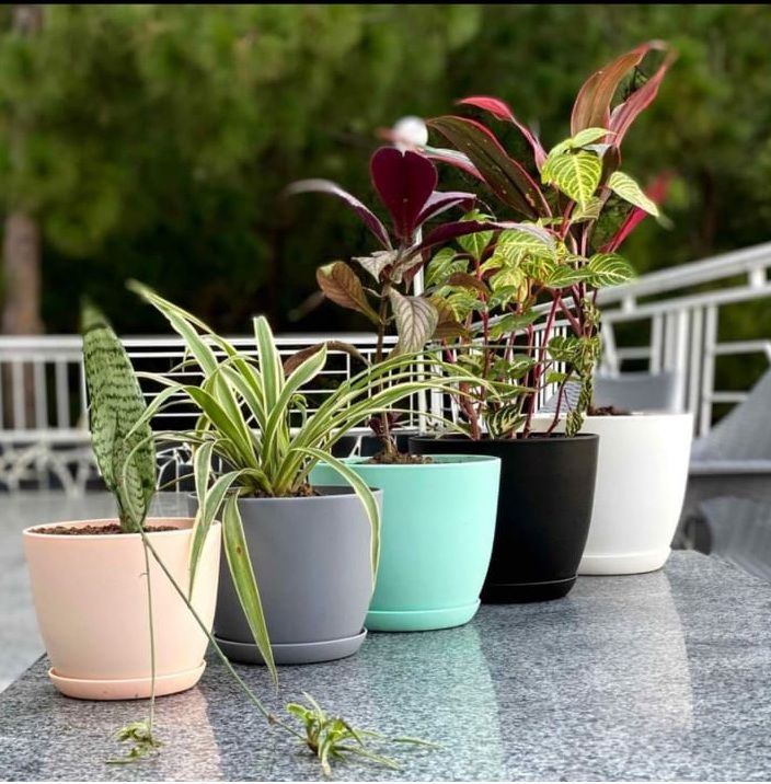 Multi%20color%20Plant%20Pots%20with%20Drainage%20-%207/6.6/6/5.3/4.8%20Inches%20Home%20Decor%20Flower%20Pots%20for%20Indoor%20&%20Outdoor%20Plants%20-%20Pack%20of%205%20Plastic%20Planters%20for%20Indoor%20Indoor%20&%20Outdoor%20Plants,%20Cactus,%20Succulents%20Pot%20-%20Image%202