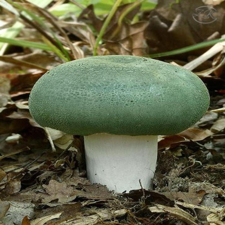 Green Cracking Russula Mushroom Spawn Seeds
