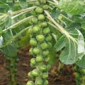 Brussel Sprout Seed Imported Vegetable seed with best result. 