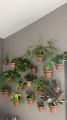 Wall Hanging Planter Ring 6 Inch, Wall Mounted Flower Pot Hangers Metal Plant Stand Hanging Bracket Basket Hooks - Heavy Duty - 2pcs. 