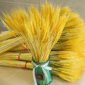 FY Wheat Ears Dried Flower Bouquet Preserved Natural Bunga Kering Sejambak Hiasan Rumah Home Decoration 干花麦穗大麦. 