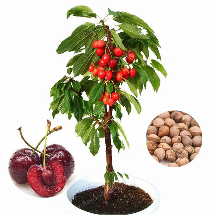 Cherry Fruit Tree Seeds