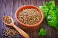 Coriander / Dhania Fresh Vegetable Seeds - High Germination Rate. 