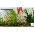 Aquarium Salt medicine for fish diseases. 