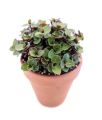 Turtle Vine (Callisia Repens Sedum) |Best for Seed Garden & Home Decoration|. 