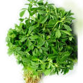 Methi Saag K Beech | Fenugreek Seeds Large | Organic & Fresh Garden Seeds. 